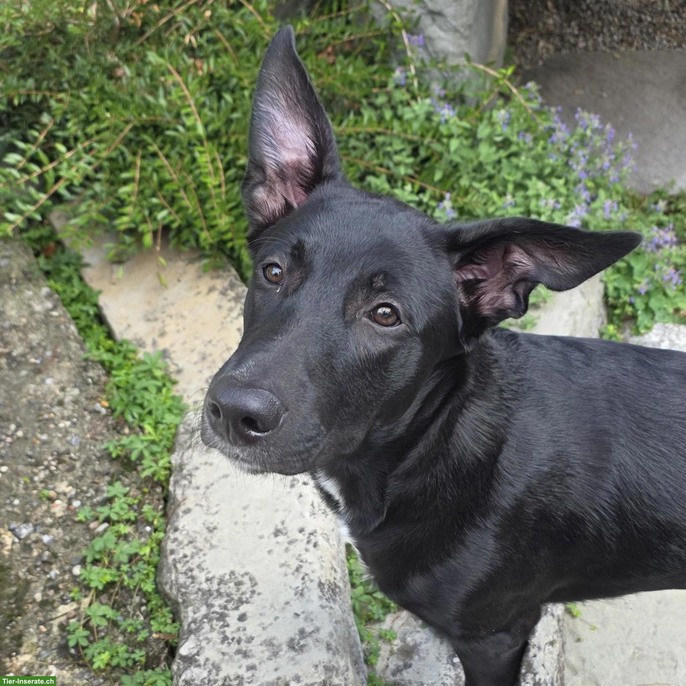Bild 3: Coated Xoloitzcuintle Welpe "Denai" sucht seine Herzensmenschen