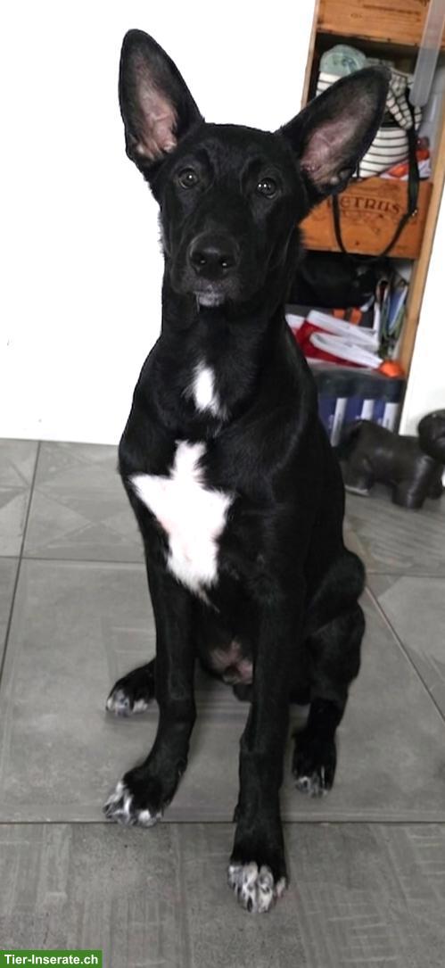 Bild 4: Coated Xoloitzcuintle Welpe "Denai" sucht seine Herzensmenschen