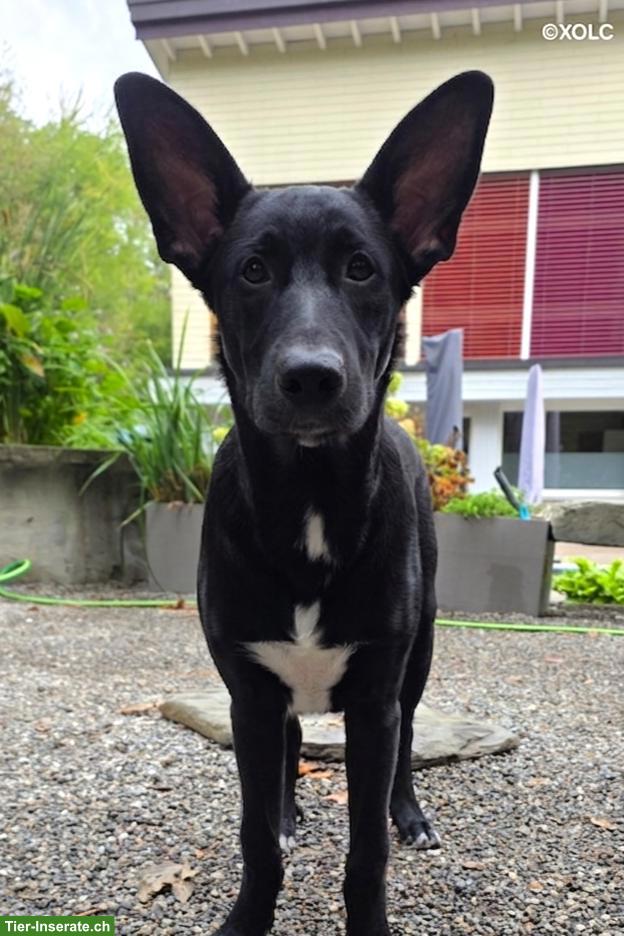 Bild 5: Coated Xoloitzcuintle Welpe "Denai" sucht seine Herzensmenschen