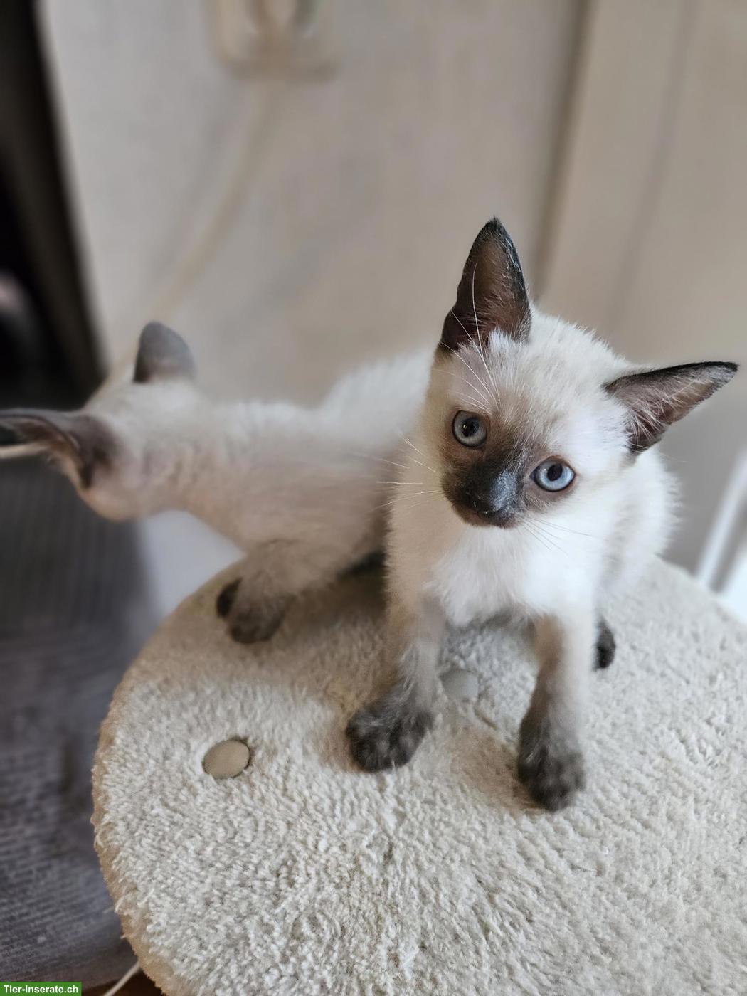 Siam Kitten suchen liebevolles Zuhause