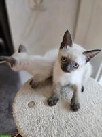 Siam Kitten suchen liebevolles Zuhause