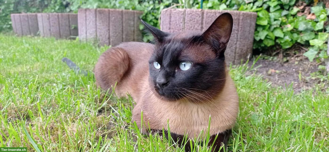 Bild 10: Siam Kitten suchen liebevolles Zuhause