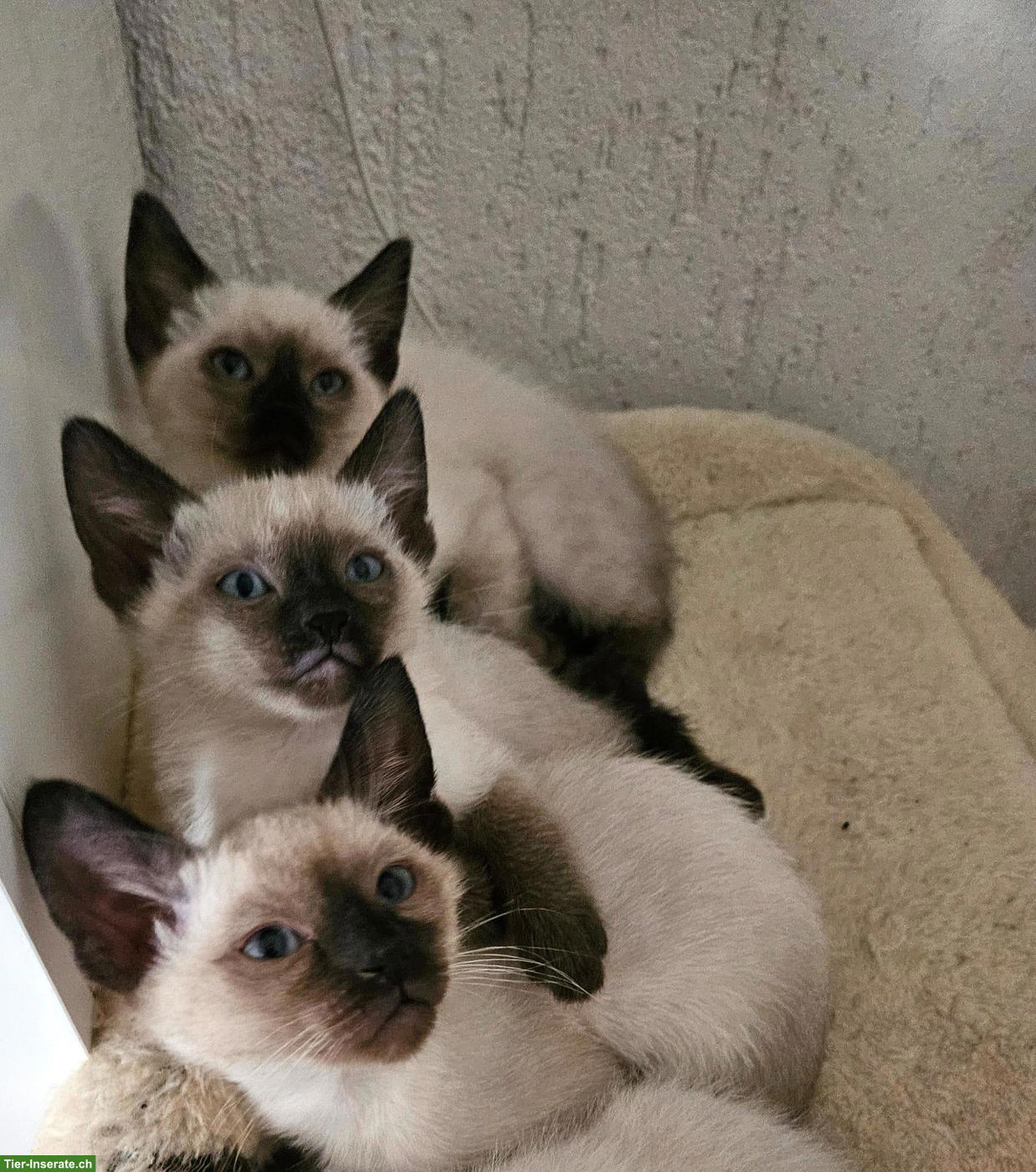 Bild 2: Siam Kitten suchen liebevolles Zuhause