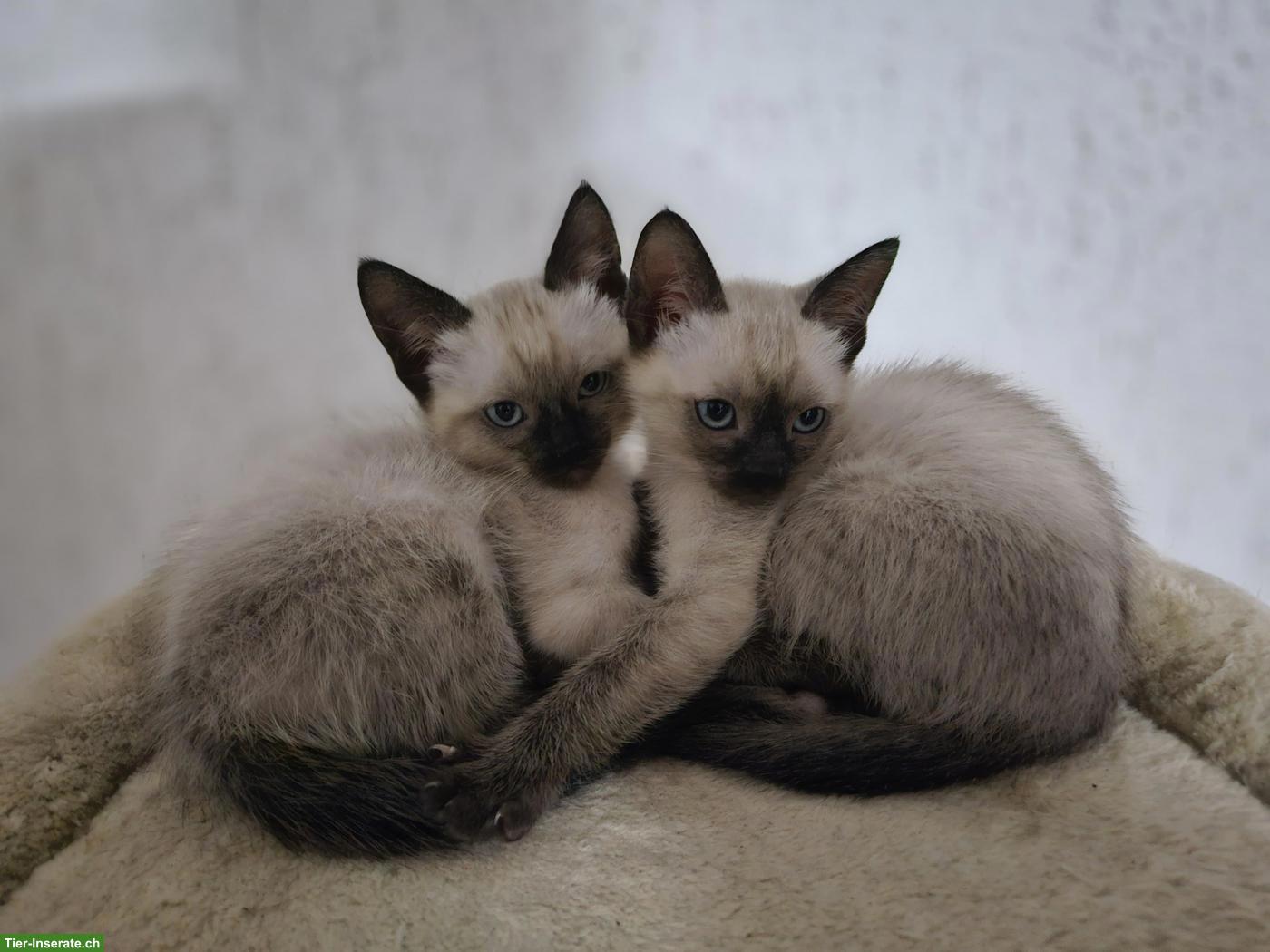Bild 3: Siam Kitten suchen liebevolles Zuhause