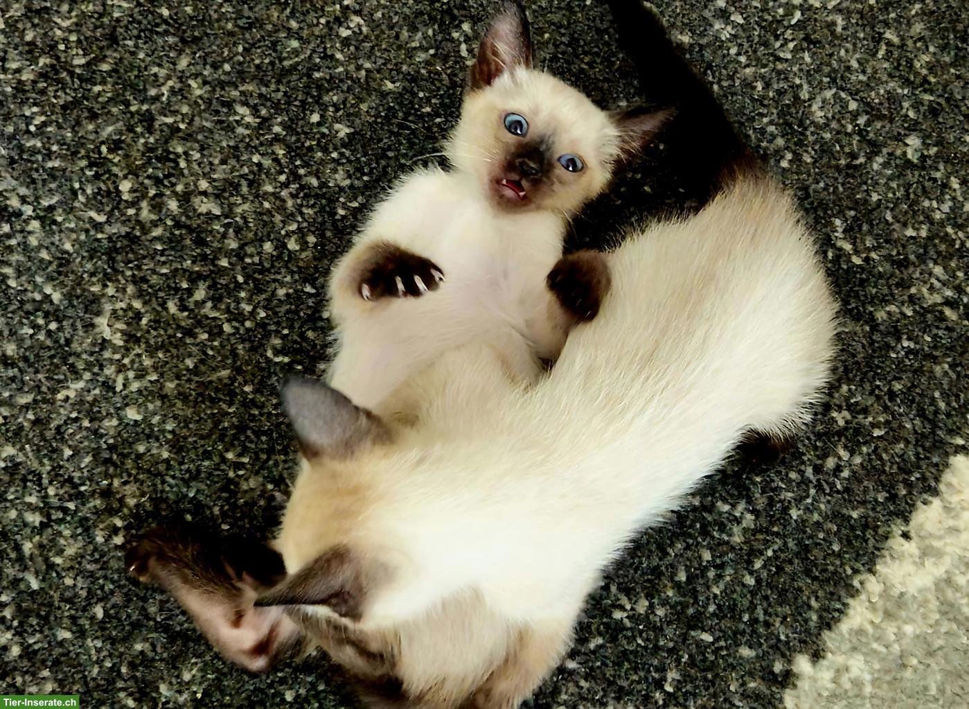 Bild 4: Siam Kitten suchen liebevolles Zuhause