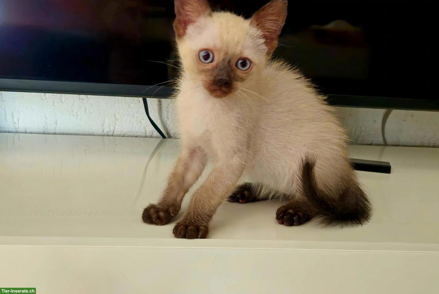 Bild 5: Siam Kitten suchen liebevolles Zuhause