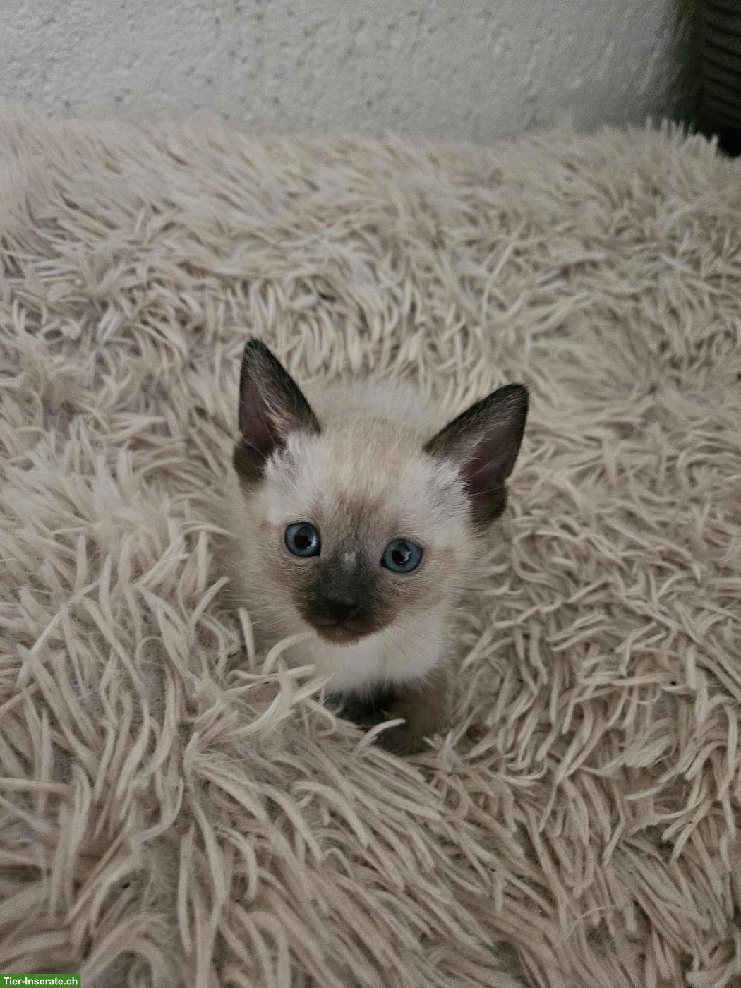 Bild 6: Siam Kitten suchen liebevolles Zuhause