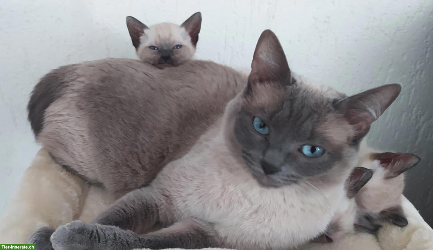 Bild 7: Siam Kitten suchen liebevolles Zuhause