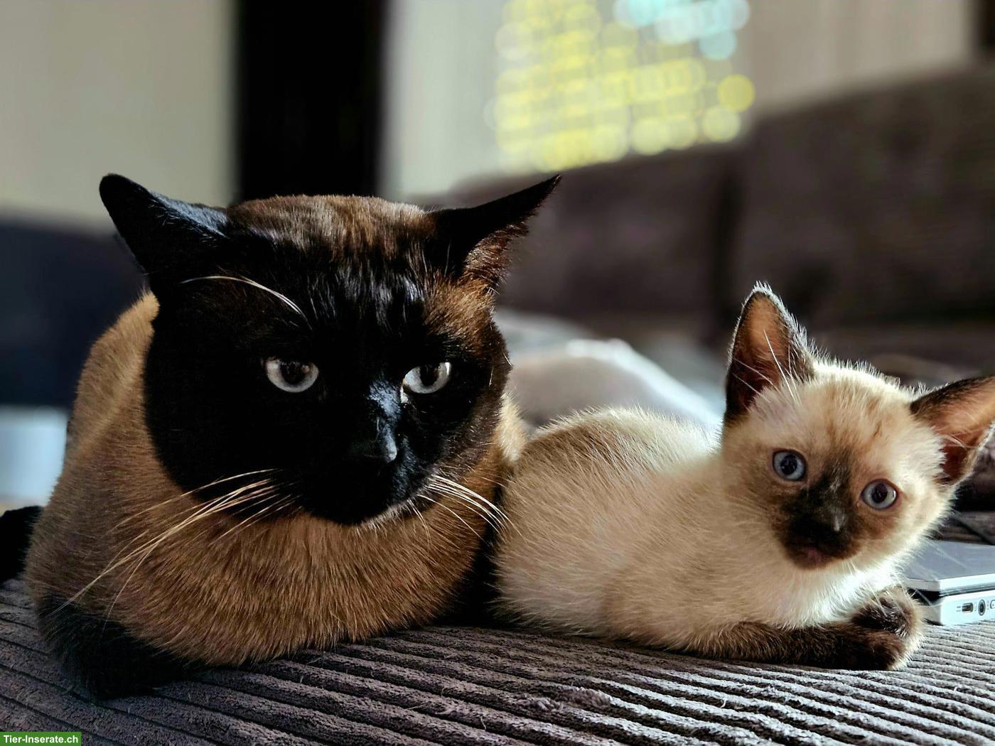 Bild 8: Siam Kitten suchen liebevolles Zuhause