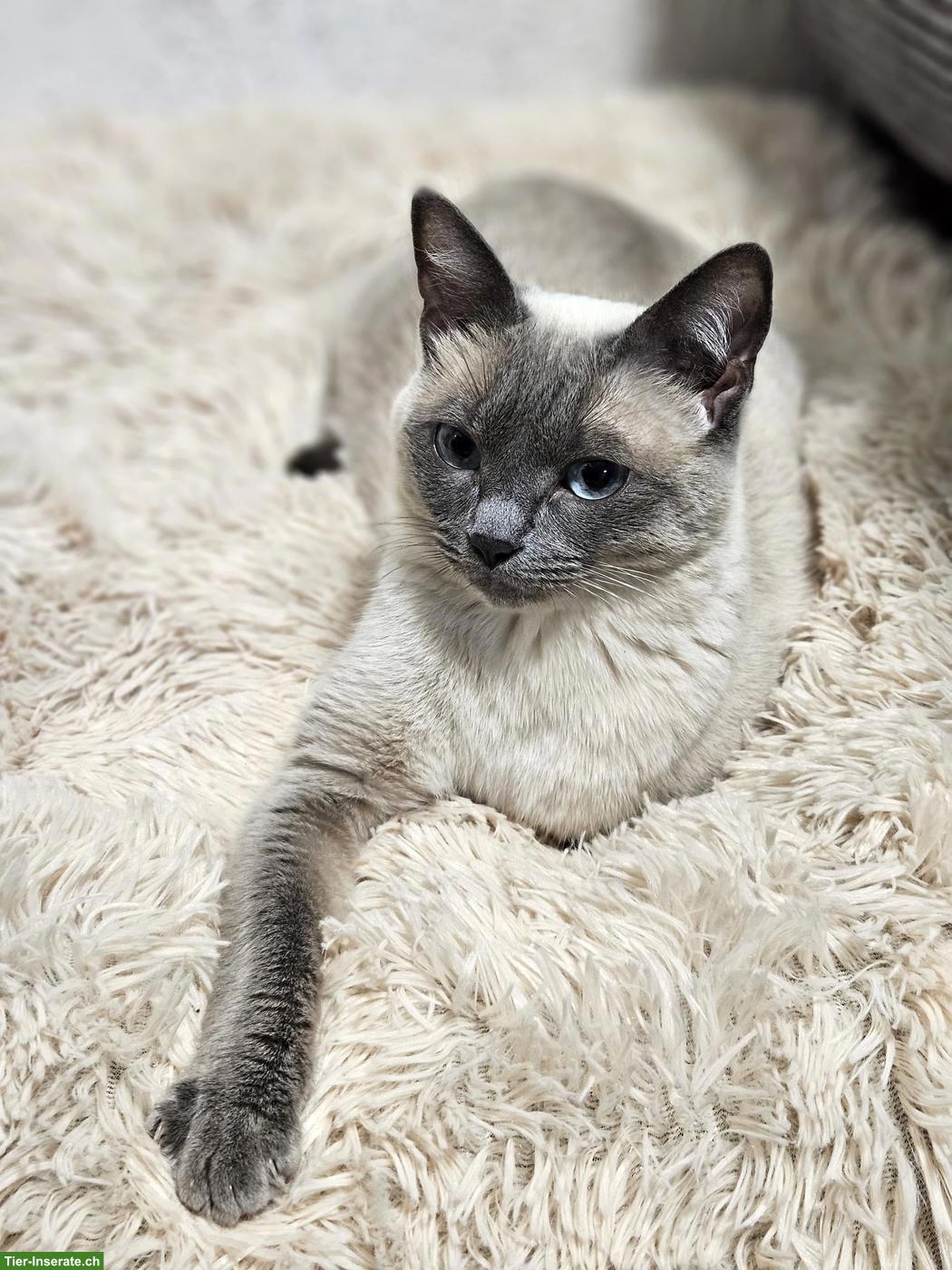 Bild 9: Siam Kitten suchen liebevolles Zuhause