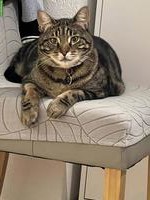 2 Katzen separat, Kater + Katze suchen ein Zuhause