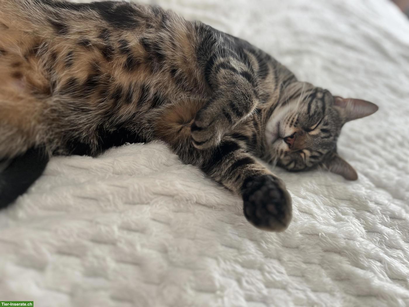 Bild 2: 2 Katzen separat, Kater + Katze suchen ein Zuhause