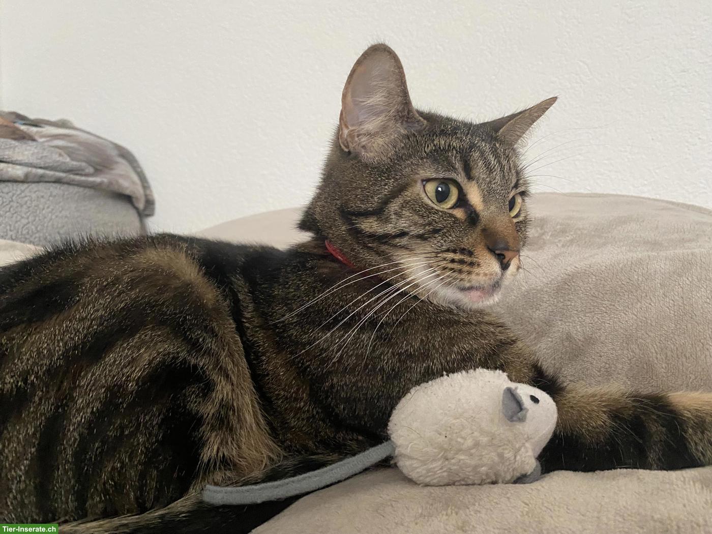 Bild 3: 2 Katzen separat, Kater + Katze suchen ein Zuhause