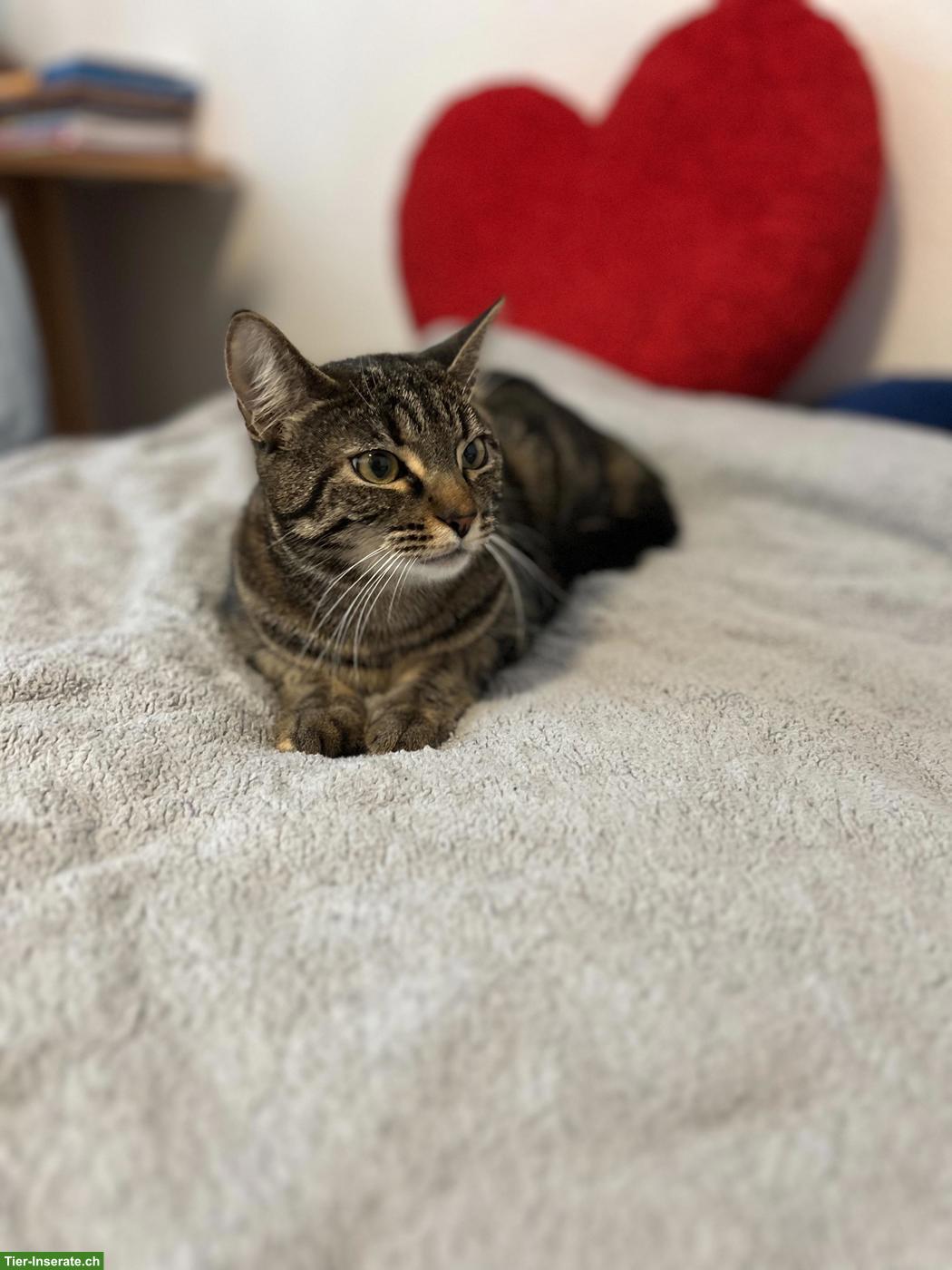 Bild 4: 2 Katzen separat, Kater + Katze suchen ein Zuhause
