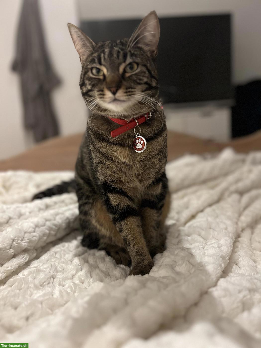 Bild 5: 2 Katzen separat, Kater + Katze suchen ein Zuhause