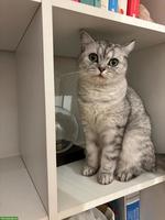 Britisch-Mischlingskatze Luna sucht ein ruhiges Zuhause ❤️