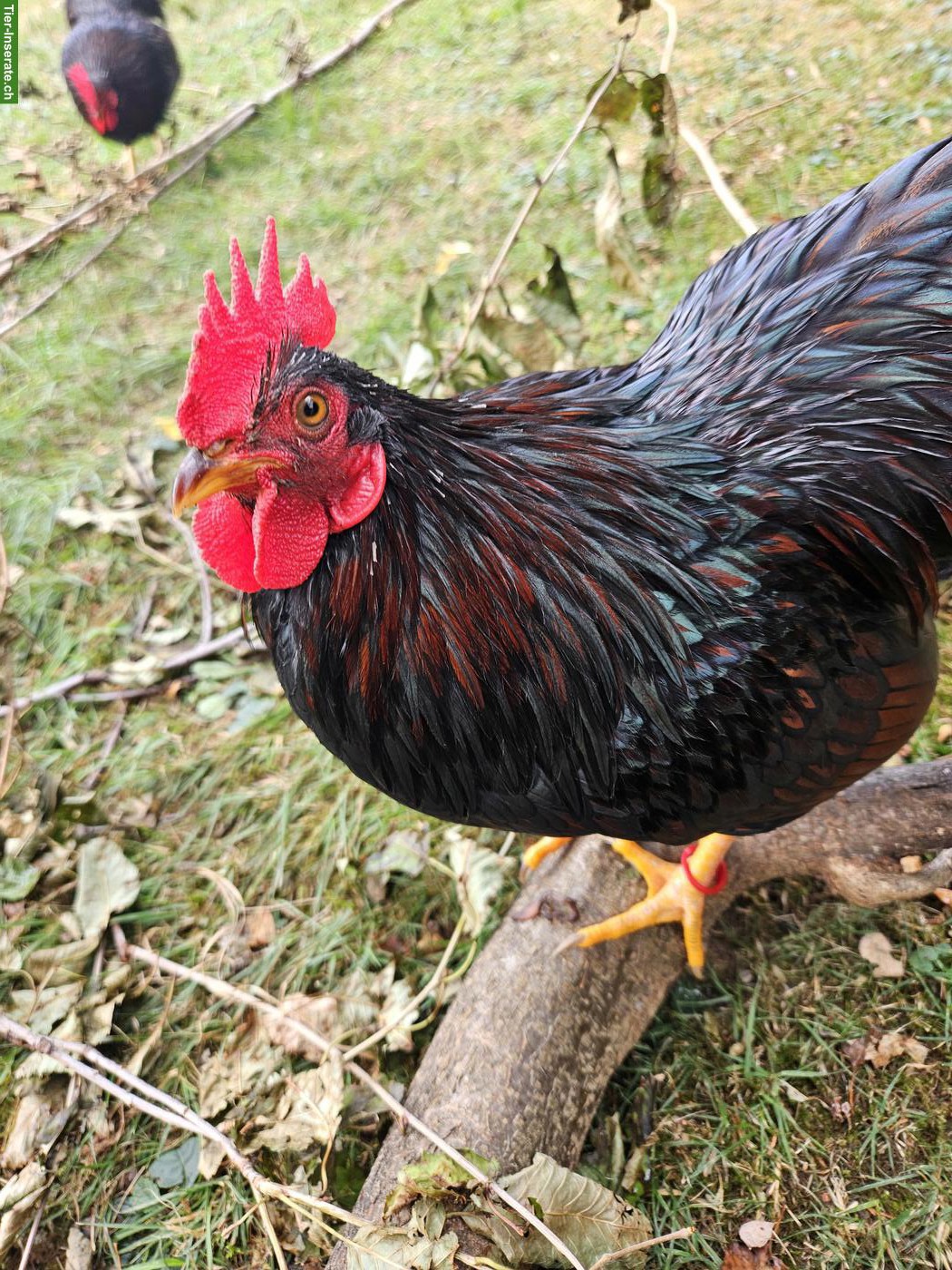 Bild 2: Wunderschöne reinrassige Zwerg-Barnevelder Hähne