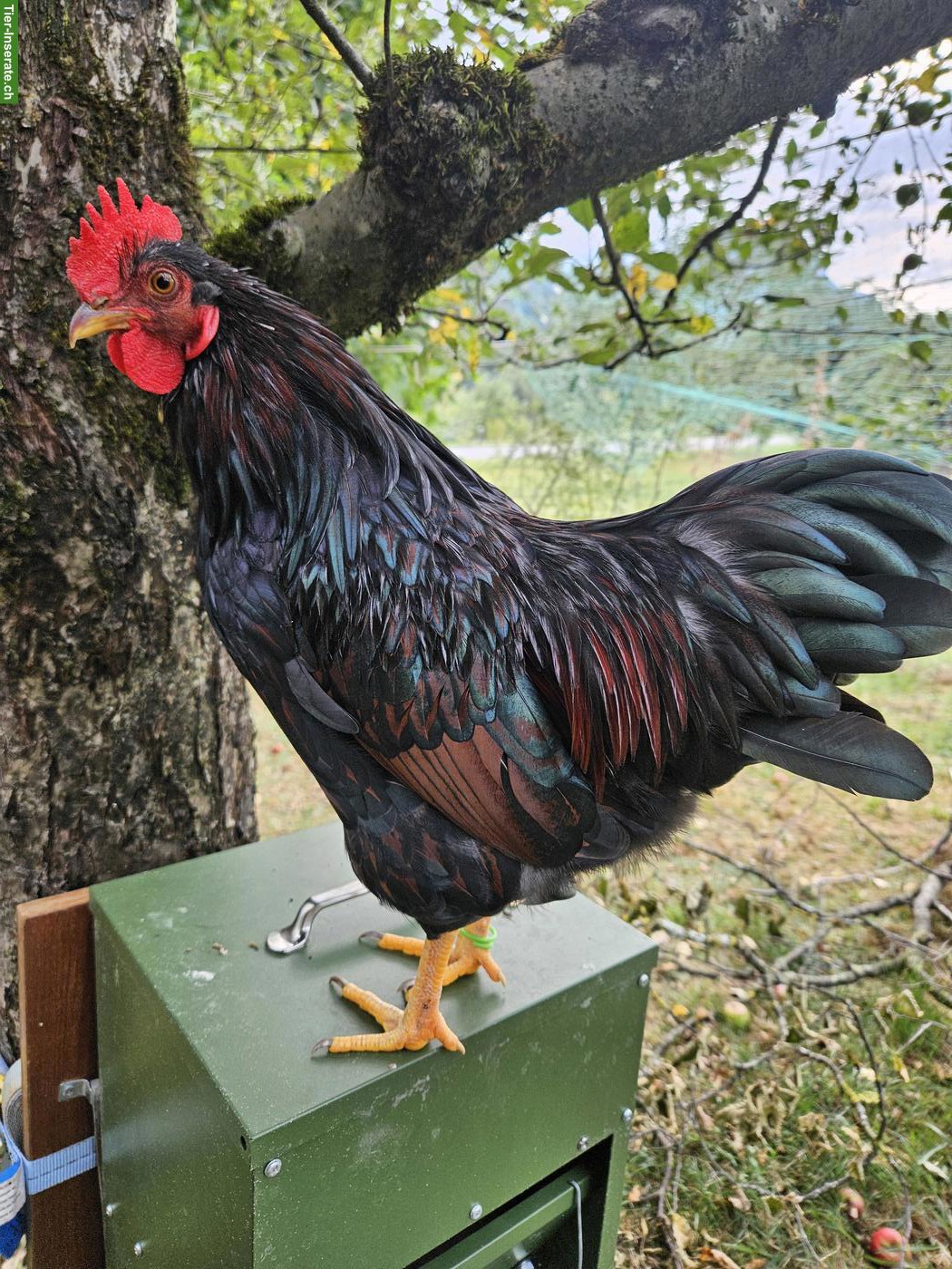 Bild 3: Wunderschöne reinrassige Zwerg-Barnevelder Hähne