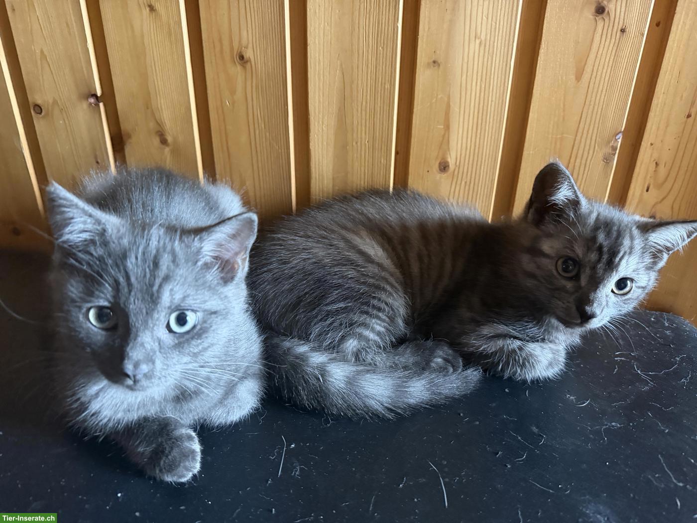 Junge Britisch Kurzhaar Mix Kater