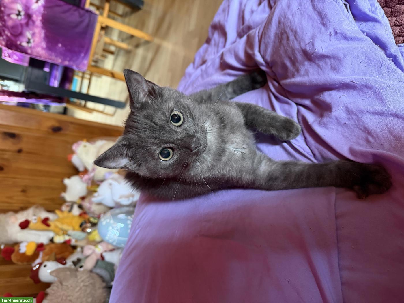 Bild 2: Junge Britisch Kurzhaar Mix Kater