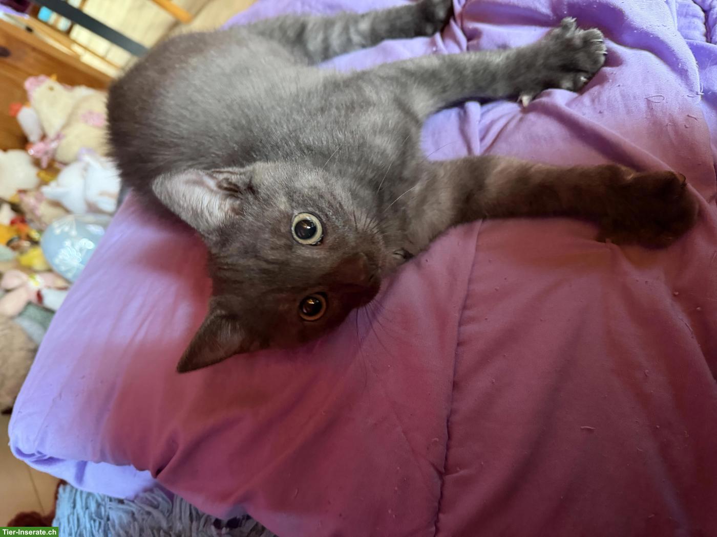 Bild 3: Junge Britisch Kurzhaar Mix Kater
