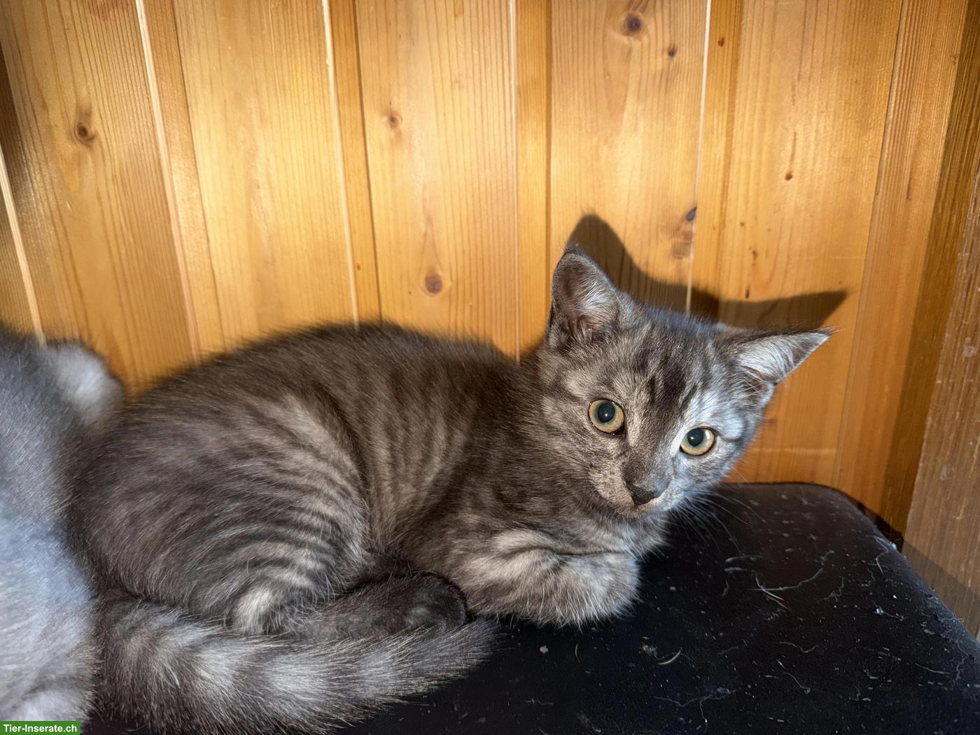 Bild 5: Junge Britisch Kurzhaar Mix Kater