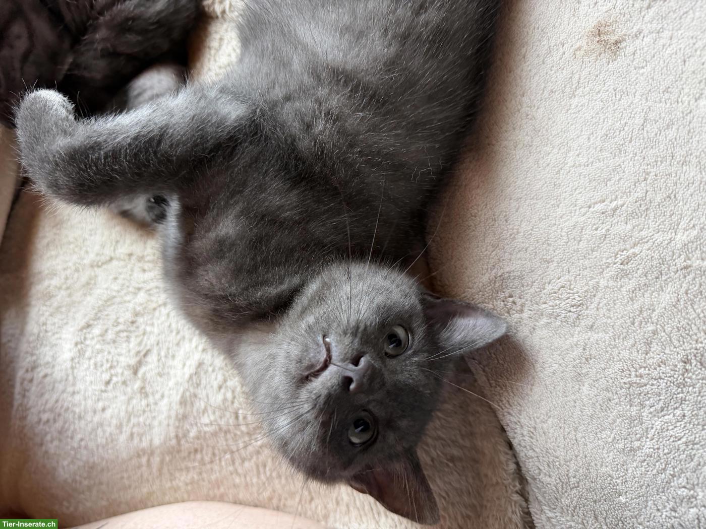 Bild 6: Junge Britisch Kurzhaar Mix Kater