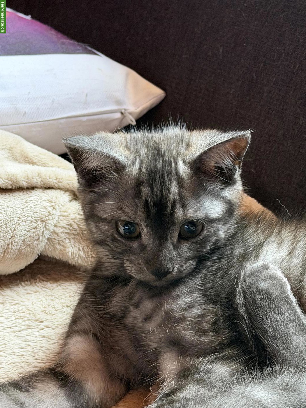 Bild 7: Junge Britisch Kurzhaar Mix Kater