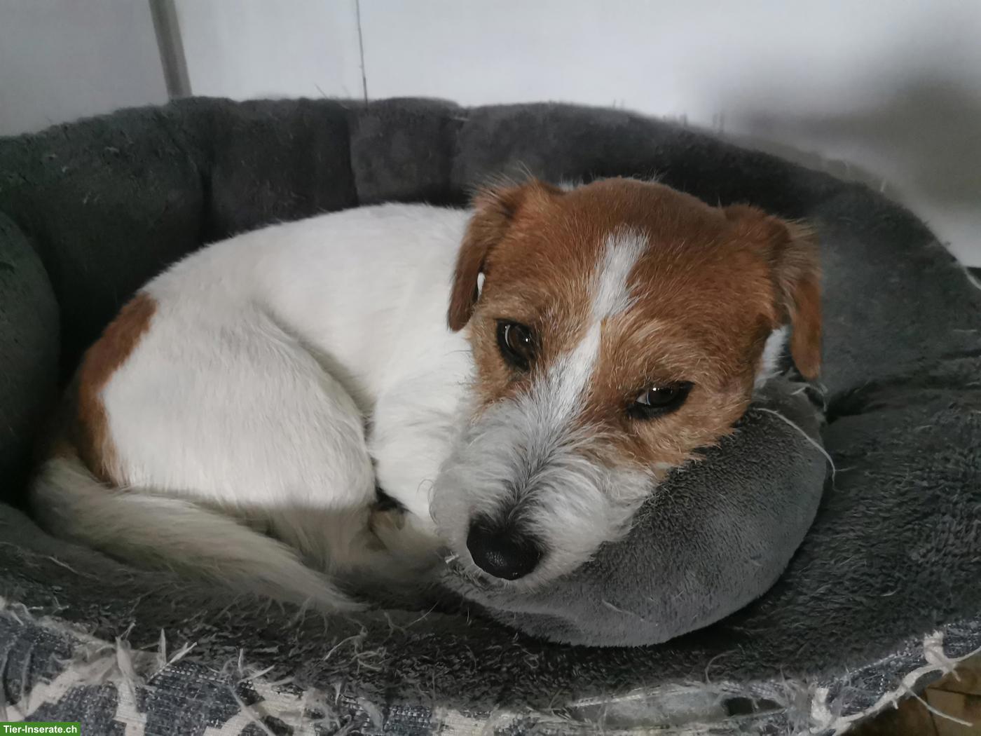 Rauhaar Jack Russell Terrier, 8-jährig