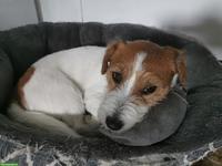 Rauhaar Jack Russell Terrier, 8-jährig