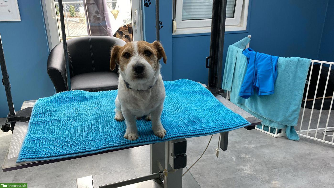 Bild 2: Rauhaar Jack Russell Terrier, 8-jährig