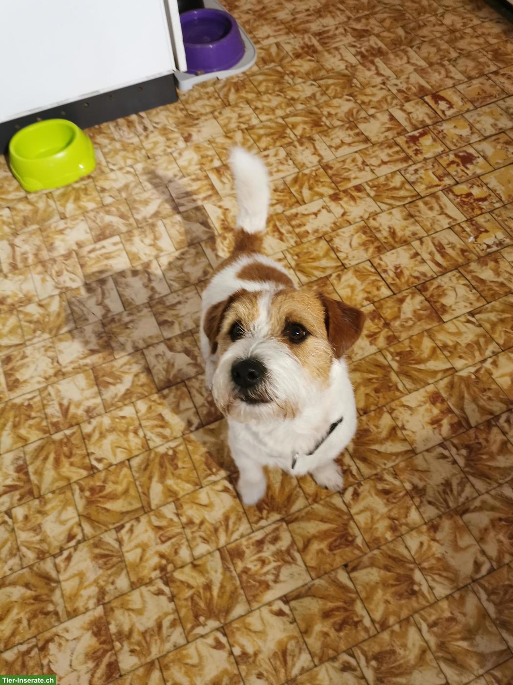 Bild 3: Rauhaar Jack Russell Terrier, 8-jährig