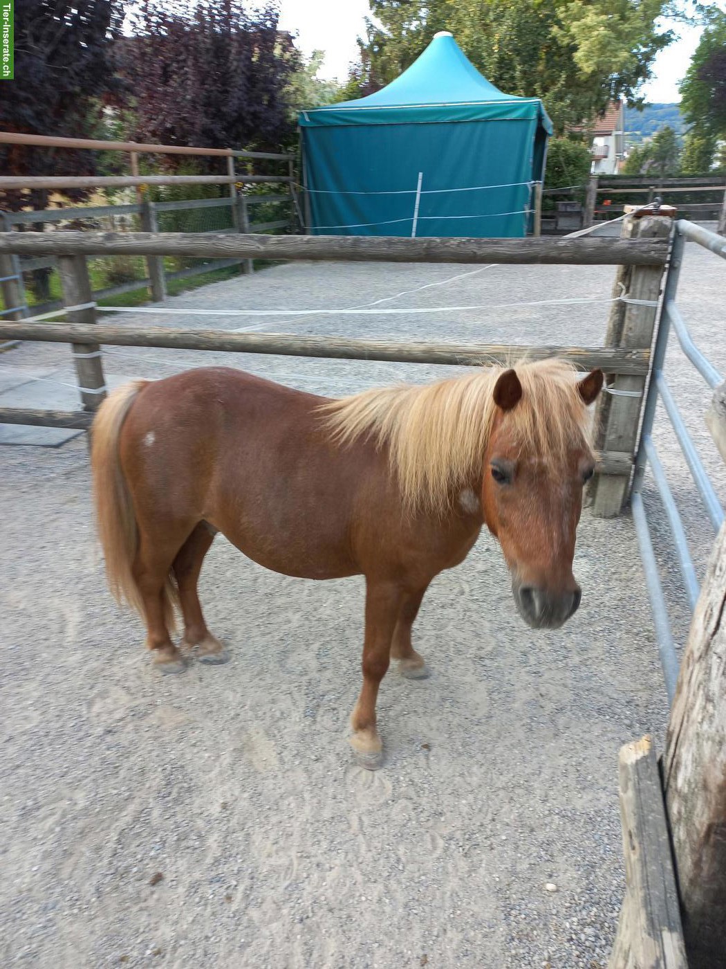 Shetlandpony Wallach