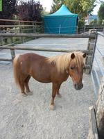 Shetlandpony Wallach