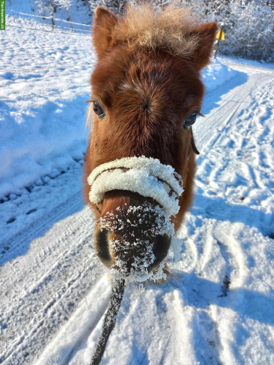 Bild 2: Shetlandpony Wallach