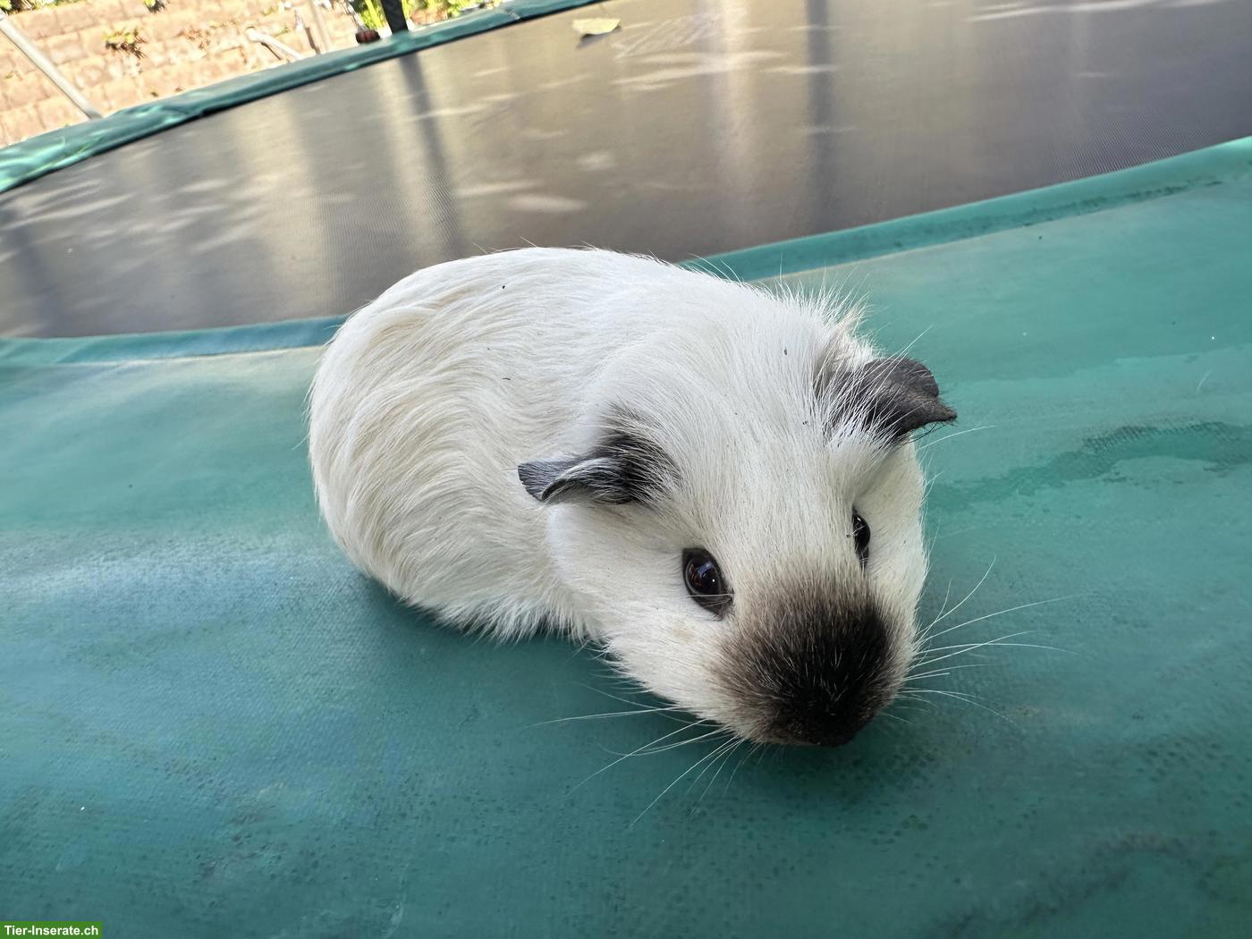 California Meerschweinchen, weiblich