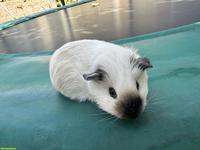 California Meerschweinchen, weiblich
