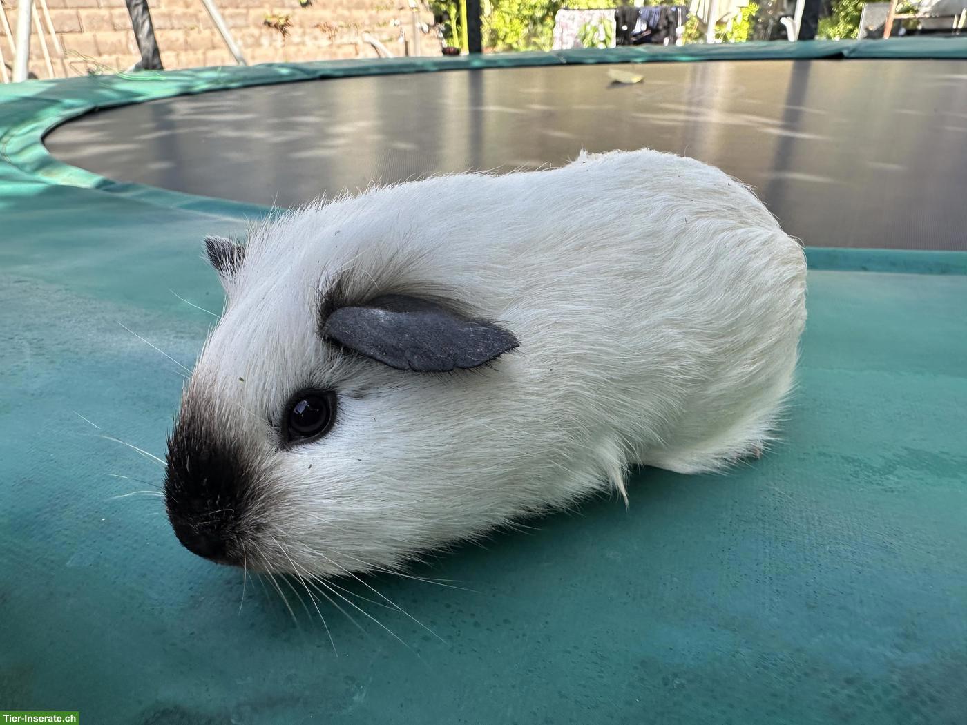 Bild 2: California Meerschweinchen, weiblich