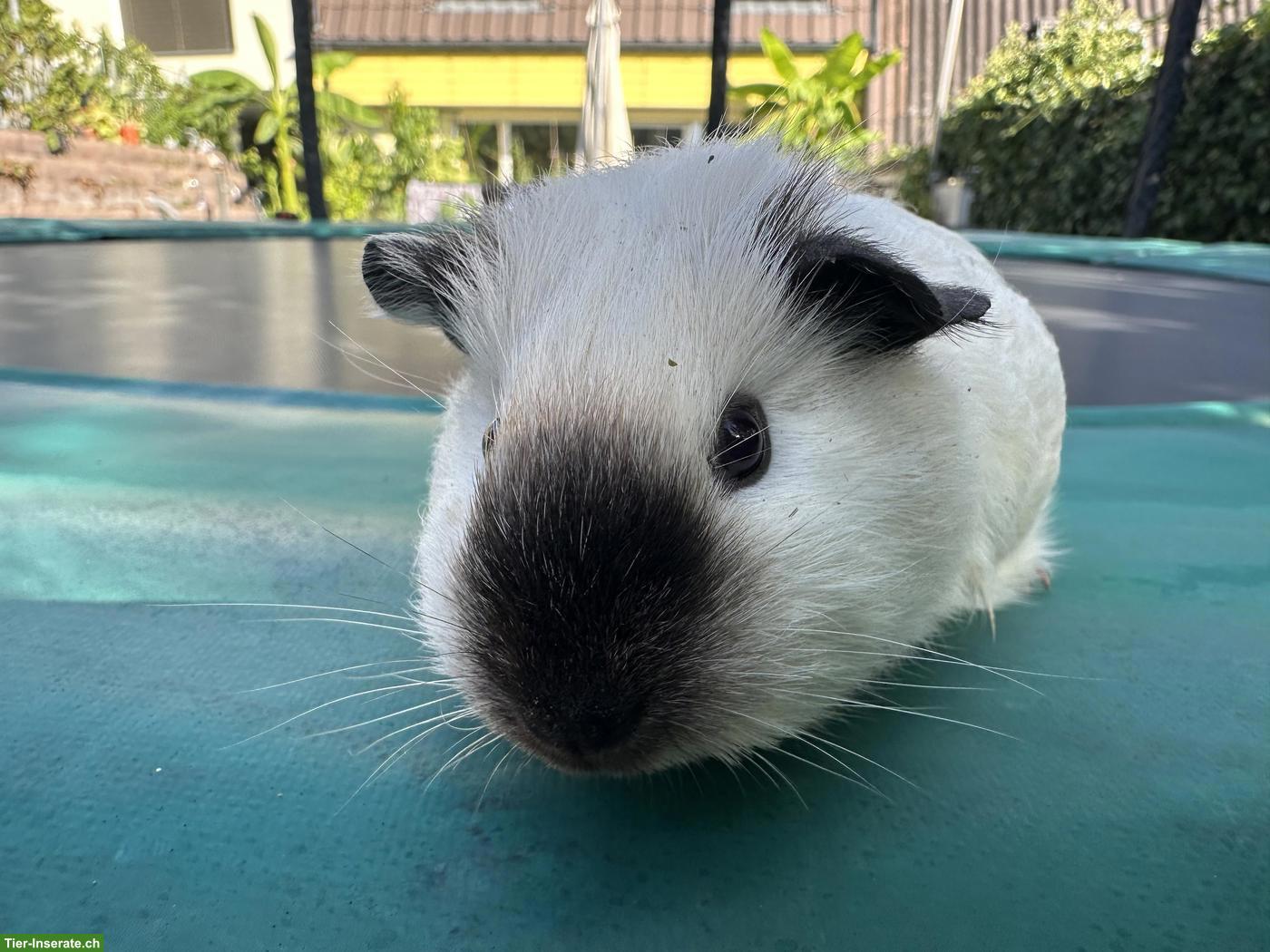 Bild 3: California Meerschweinchen, weiblich