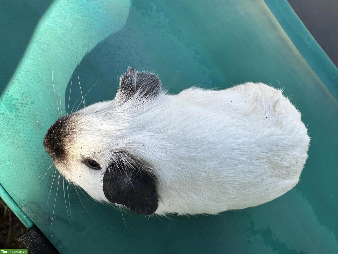Bild 4: California Meerschweinchen, weiblich