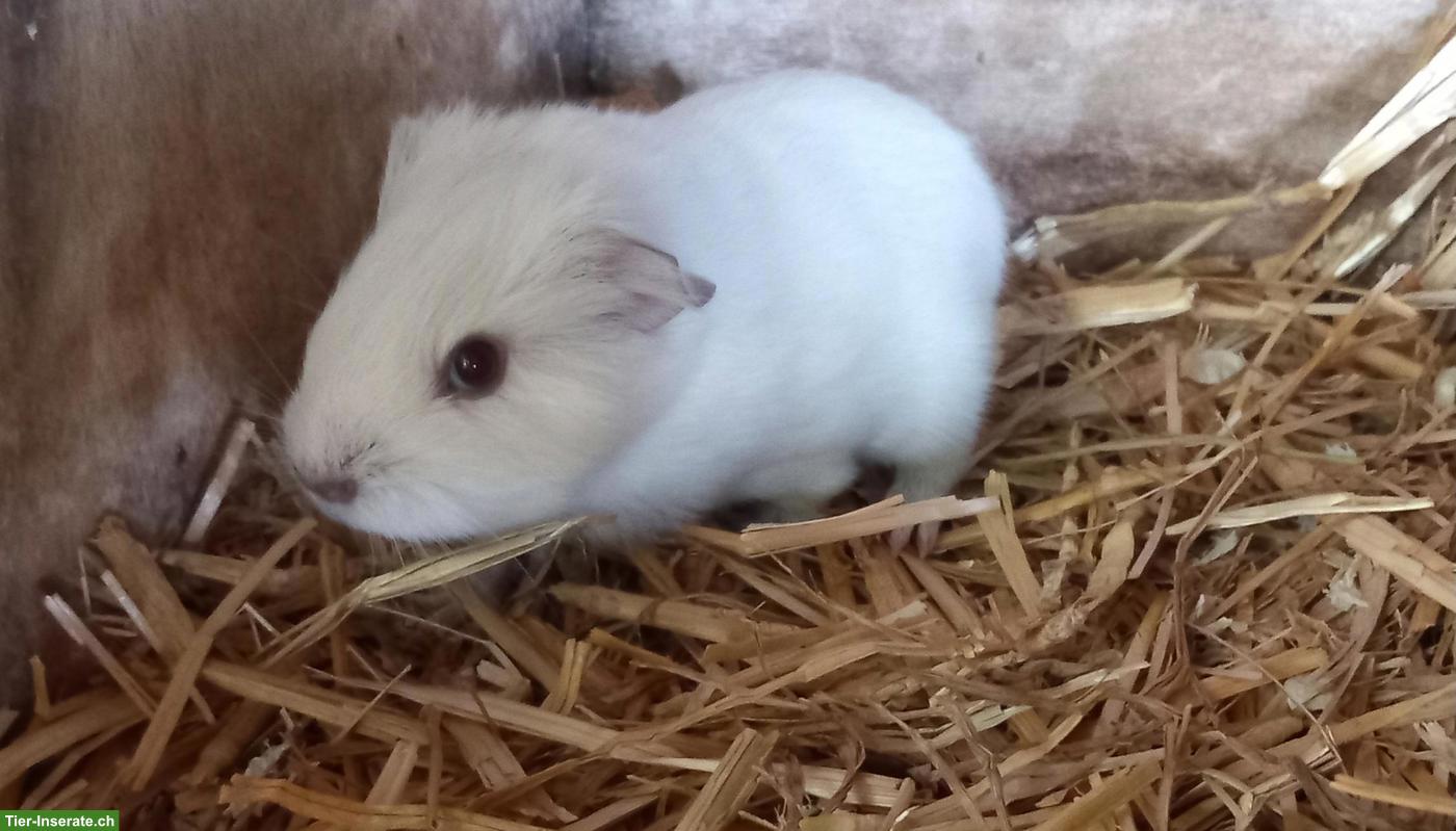 2 junge Meerschweinchen Männchen