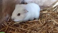 2 junge Meerschweinchen Männchen