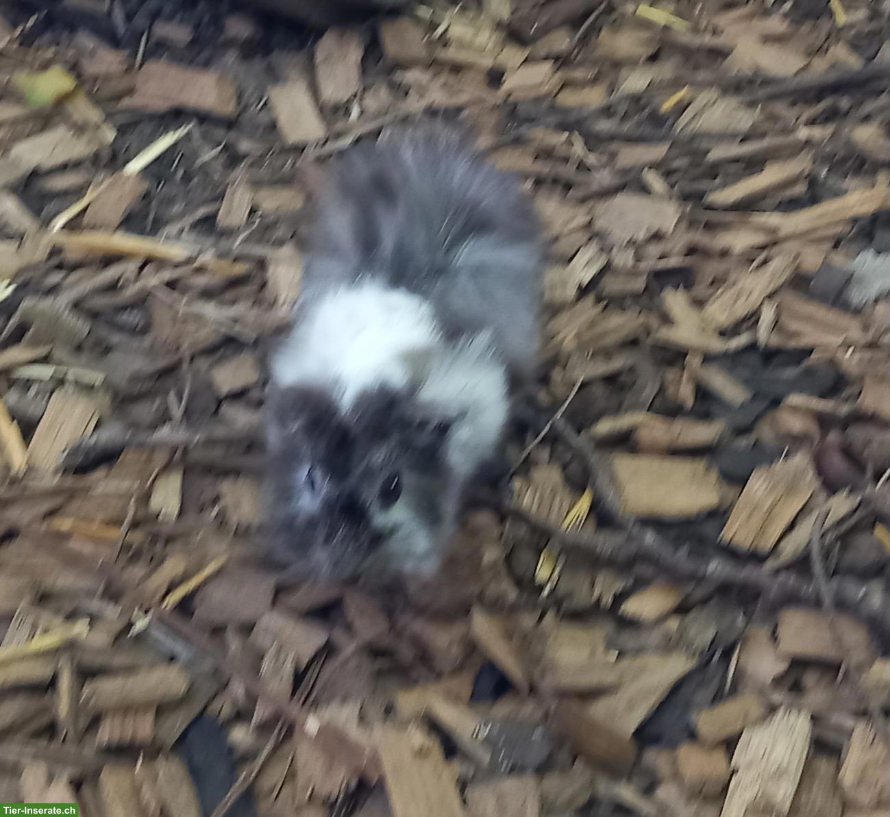 Bild 2: 2 junge Meerschweinchen Männchen