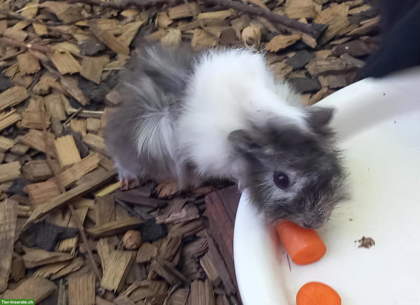Bild 3: 2 junge Meerschweinchen Männchen