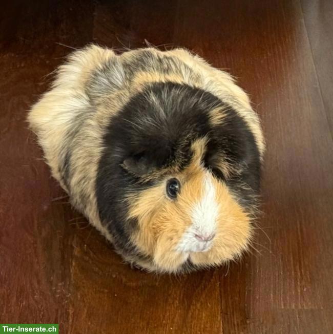 Liebes Meerschweinchen sucht neues Zuhause