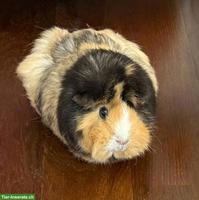 Liebes Meerschweinchen sucht neues Zuhause