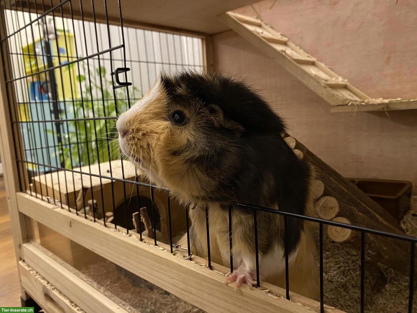 Bild 2: Liebes Meerschweinchen sucht neues Zuhause