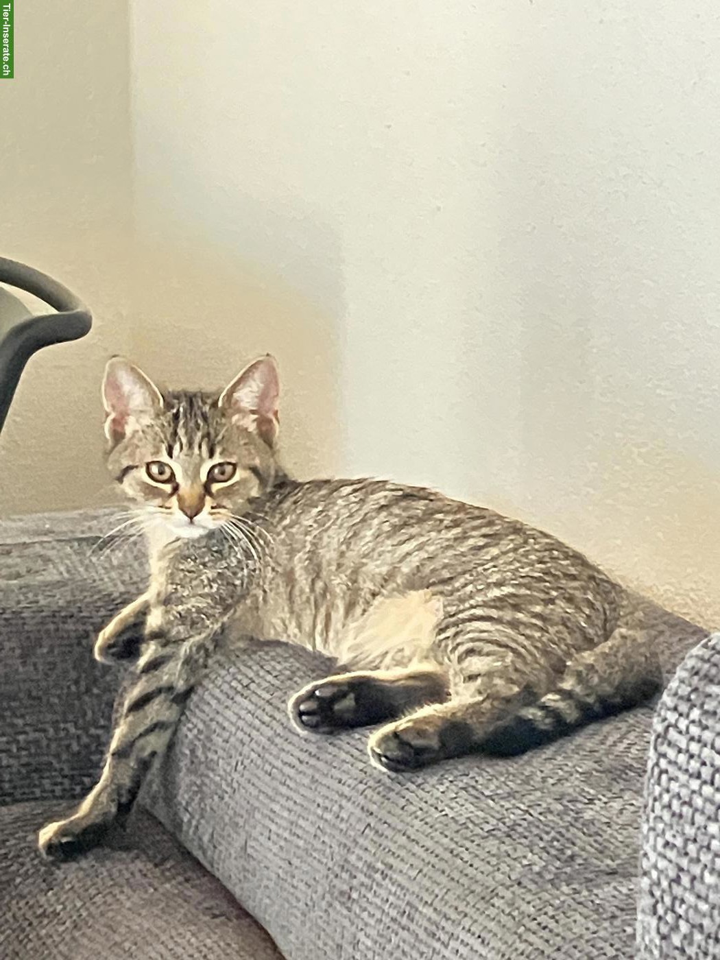 Liebevolles, lustiges Kätzchen sucht schönes Zuhause 🐱❤️