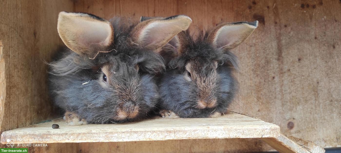 Bild 3: Bartkaninchen zu verkaufen