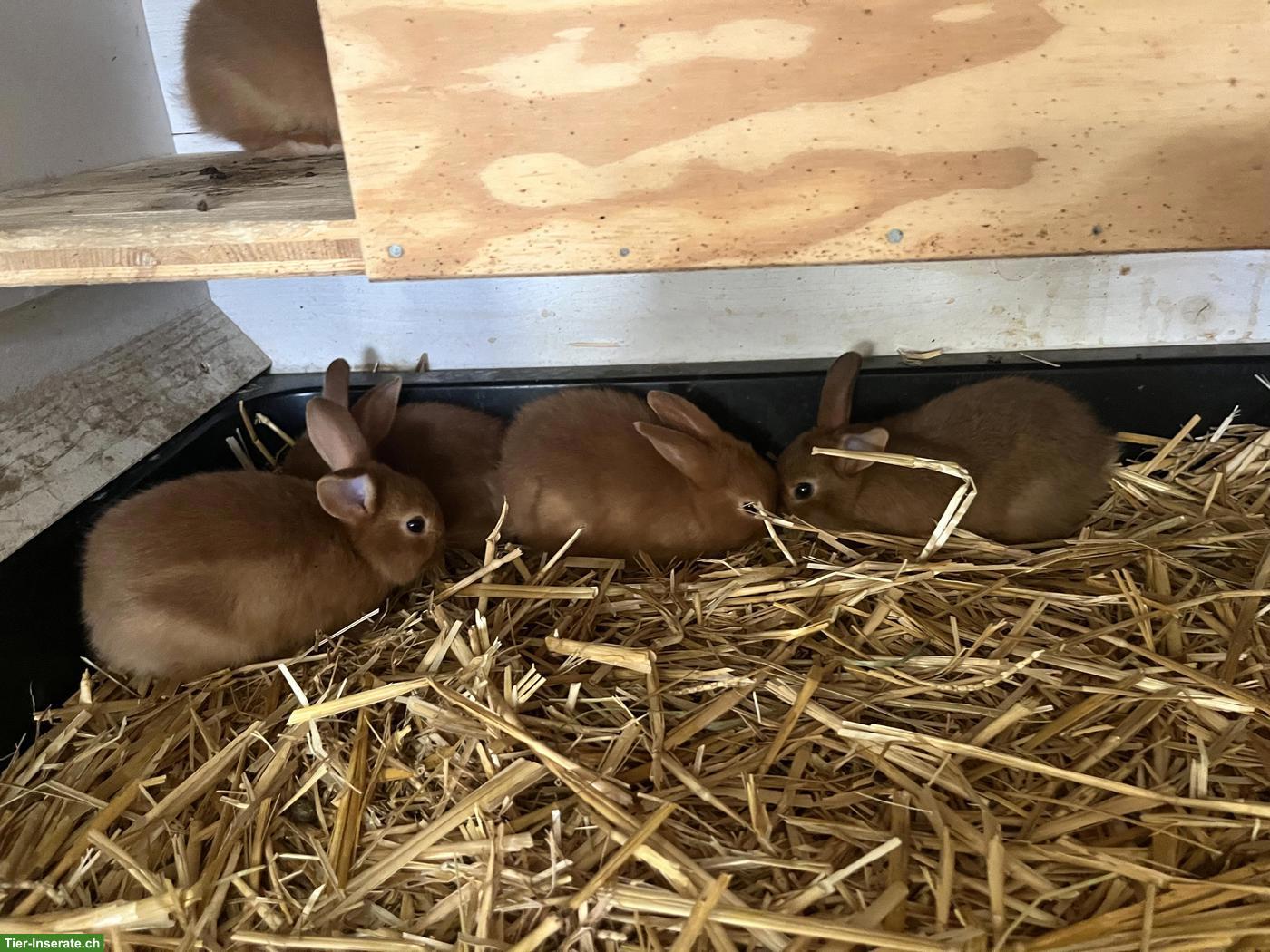 Bild 2: Junge Kaninchen zu verkaufen!
